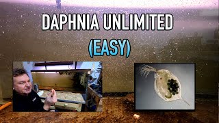 How I Raise Daphnia Water Fleas And You Can Too [upl. by Mascia27]