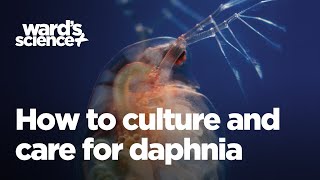 Caring and Culturing for Daphnia [upl. by Neliak]