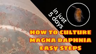 How to Culture Magna Daphnia Easily [upl. by Ahseikan]