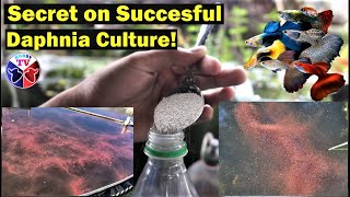 How to Culture Daphnia Successfully [upl. by Aydidey662]