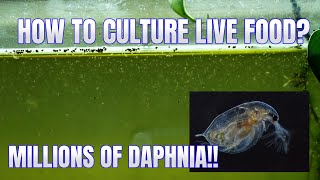 How to Culture Daphnia Secret Method to Breed MILLIONS  Simply Aquatic [upl. by Drofdarb]