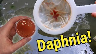 How I Culture Daphnia In Outdoor Tubs [upl. by Lette]