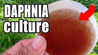 How to culture Daphnia  Easy way and complete guide [upl. by Spike913]