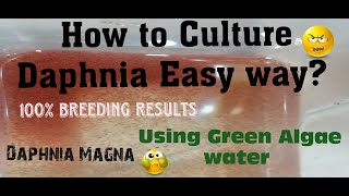 Daphnia MagnaHow to Culture Daphnia Easy wayCulturing Daphnia using Green water Daphnia [upl. by Shiri]