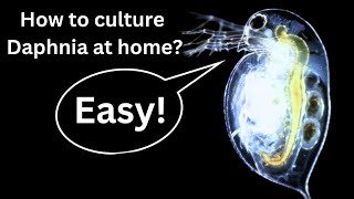 BEST Live Fish Food Beginner guide How to Culture Daphnia at home [upl. by Neo]