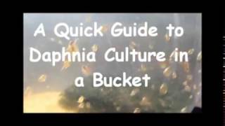 How to culture daphnia outside [upl. by Enalda]