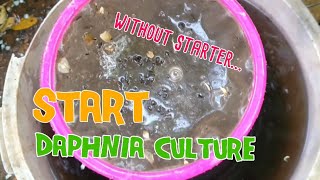 How to culture daphnia moina the easy way 1  Starting the Daphnia culture [upl. by Ingaberg]