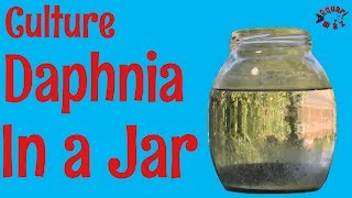 How to Culture Daphnia in a Jar [upl. by Birchard]