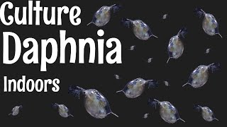 How to Culture Daphnia [upl. by Fifi806]