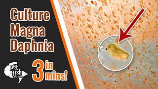 How to culture DAPHNIA MAGNA  The easy way [upl. by Estis]