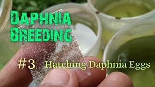 Daphnia Culture made simple and easy 3  Hatching Daphnia eggs [upl. by Pubilis]