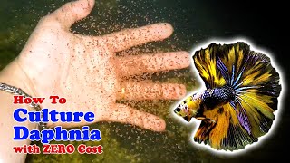 How to Culture Daphnia with ZERO Cost  Unlimited Live Food For Our Fish [upl. by Butterworth]