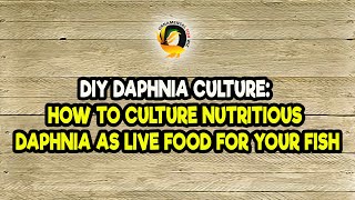 DIY Daphnia Culture How to Culture Nutritious Daphnia as Live Food for Your Fish [upl. by Goldina]