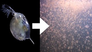 How I Culture Daphnia [upl. by Oiramad]