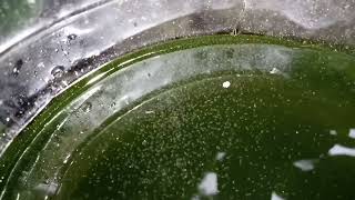 DAPHNIA MOINA CULTURE IN A SMALL BUCKET [upl. by Nana397]