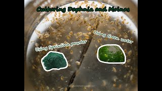 How To Culture Daphnia and Moinas using Green Water Spirulina powder [upl. by Ani781]