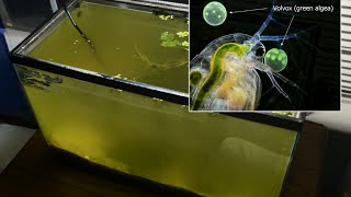 Raising Daphnia for the Freshwater Aquarium [upl. by Anne-Marie]