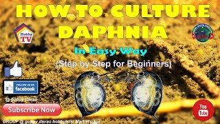 HOW TO CULTURE DAPHNIA In Easy Way [upl. by Iphagenia483]